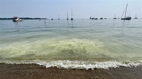 What’s that yellow goo in the water along the shores of Toronto Islands?
